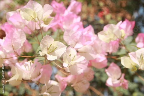 Fototapeta Naklejka Na Ścianę i Meble -  pink white bougainvillea flower
