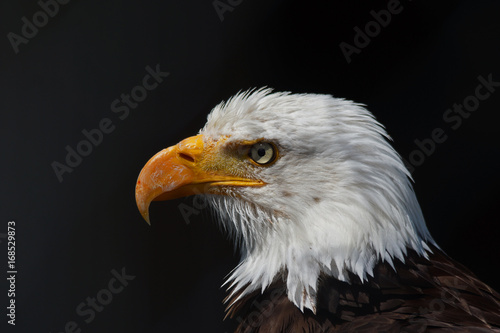 American Eagle - [Haliaeetus leucocephalus]