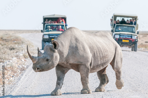 Black rhinoceros with safari vehicles with tourists in the back