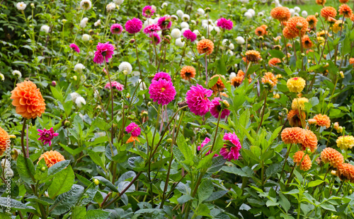 Fototapeta Naklejka Na Ścianę i Meble -  Bunte Dahlienblüten