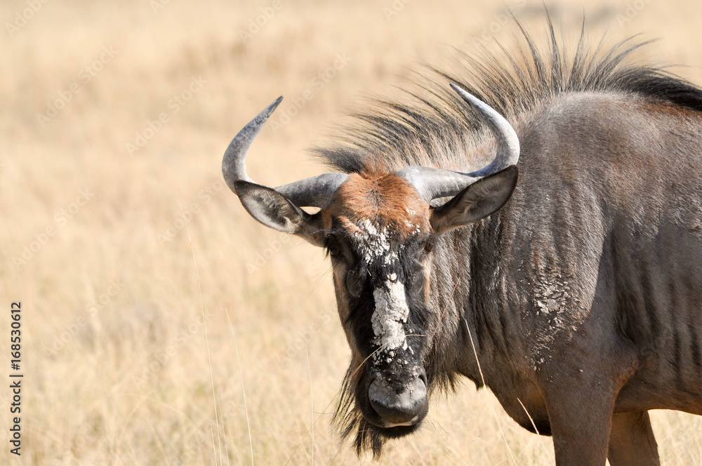 Obraz premium african wildife