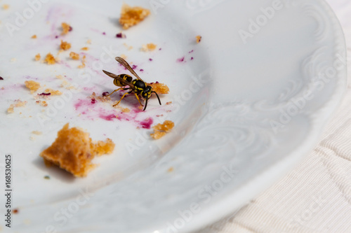 Wespe auf einem Teller © Gottfried Carls