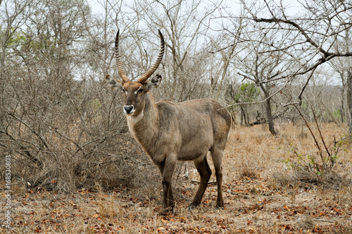 Photography waterbuck