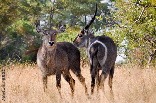 Photography waterbuck
