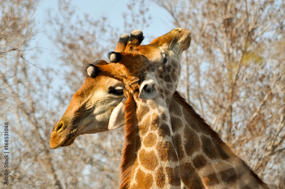 Obraz premium giraffe
