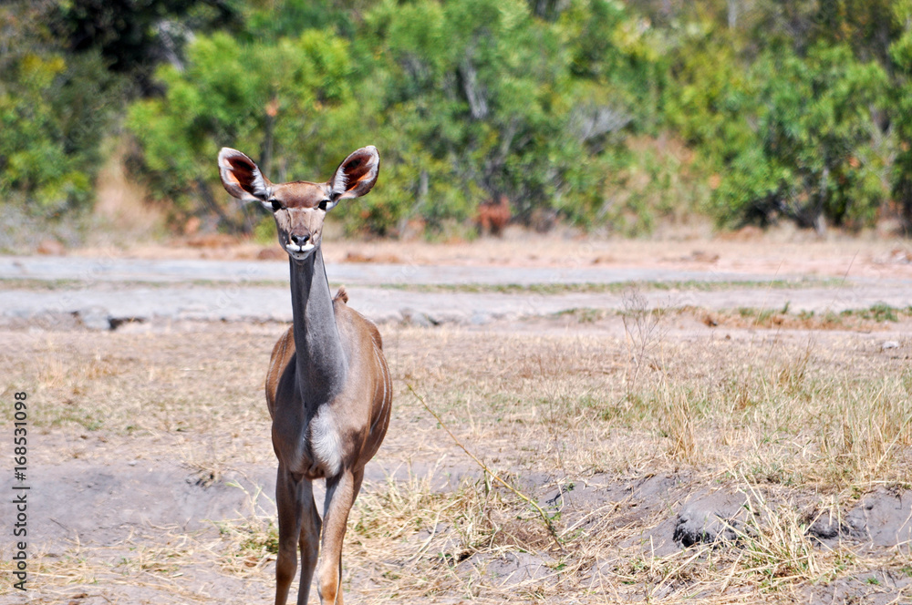 antelopes antelopes