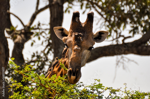 Canvas Print giraffe