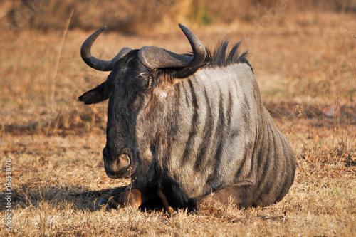 Photography antelopes