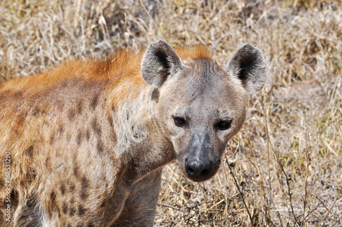 spotted hyena