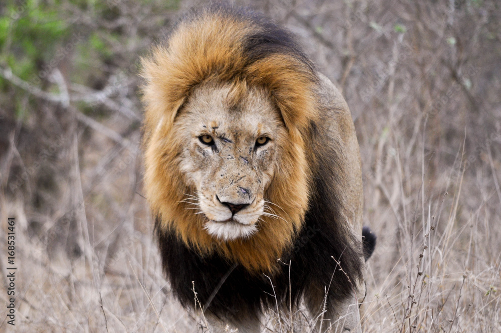 Fototapeta premium Lions