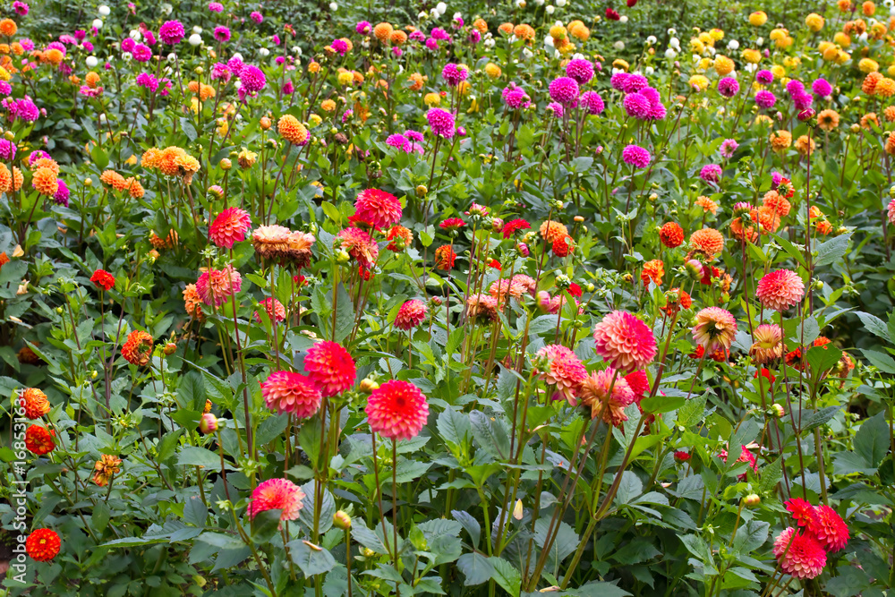 Bunte Dahlienblüten Bunte Dahlienblüten