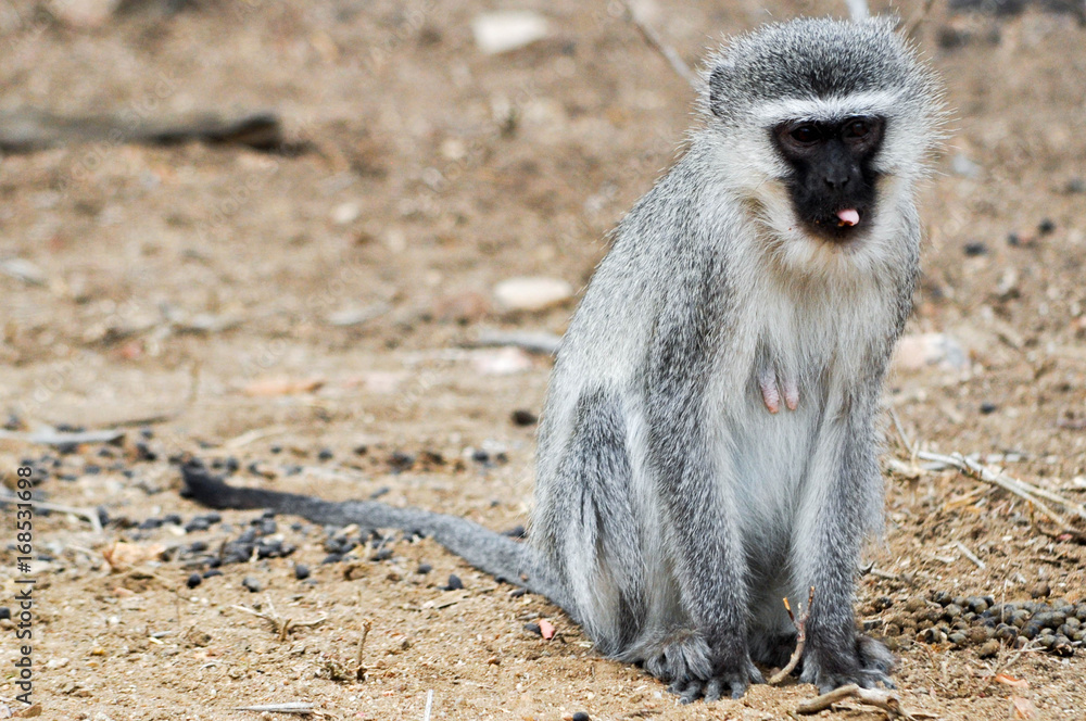 Obraz premium Vervet monkey