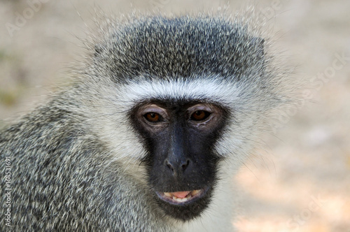 Vervet monkey