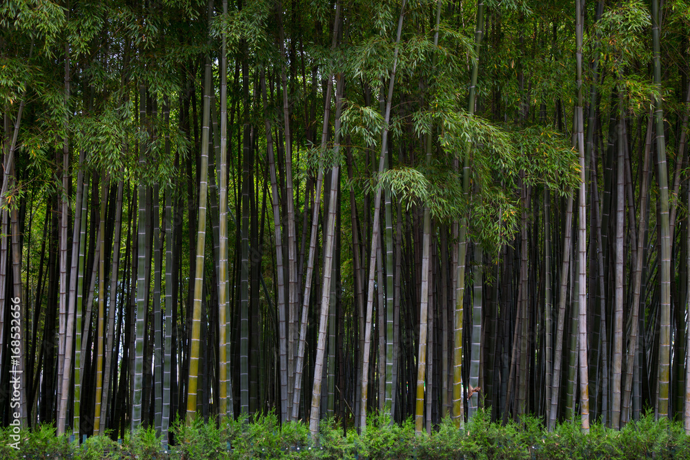Many bamboo stalks, bamboo trees Many bamboo stalks, bamboo trees