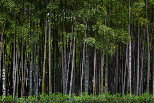 Many bamboo stalks, bamboo trees