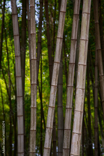 Many bamboo stalks, bamboo trees, vertical