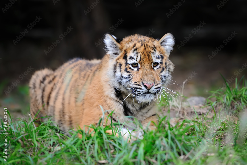 Fototapeta premium Portret młodego tygrysa