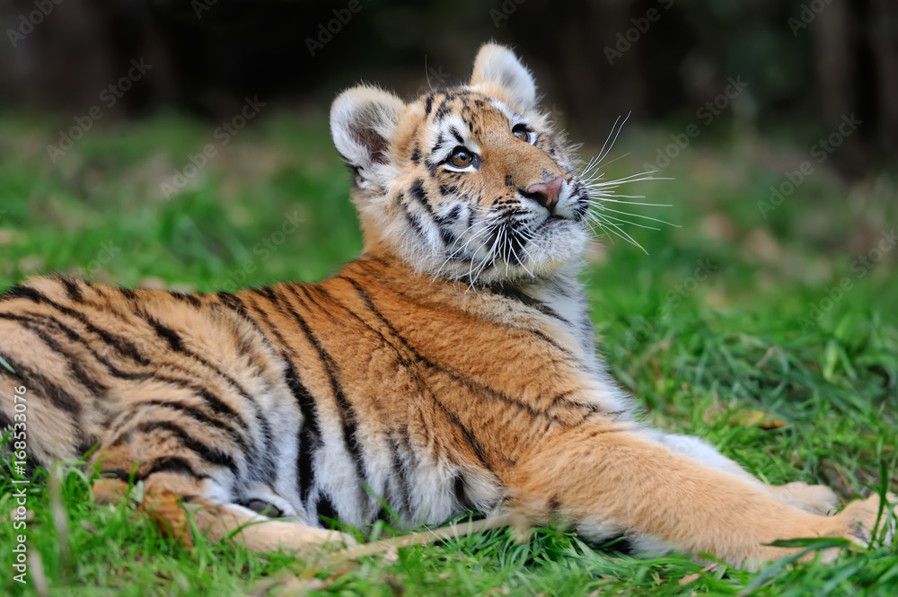 Obraz premium Portrait of a tiger cub