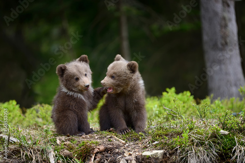 Brown bear cub © byrdyak