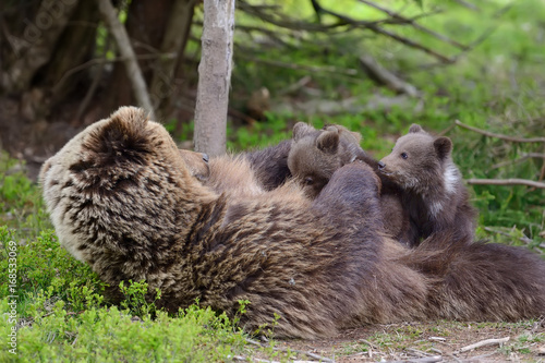 Brown bear and cub