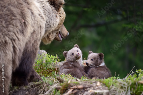 Papier peint Brown bear and cub