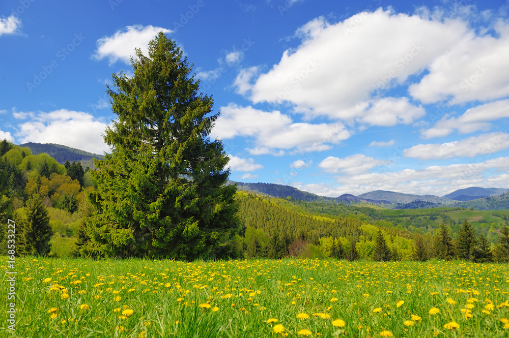 Tree on the background of the mountains