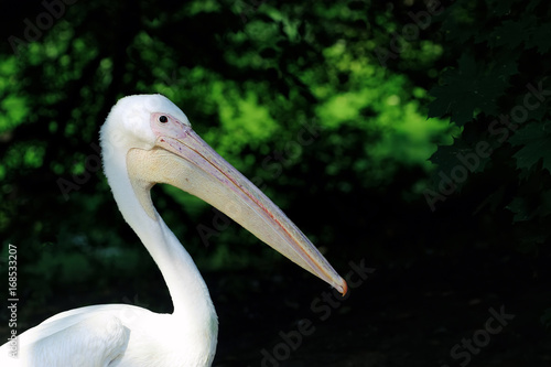 Pelican or Pink Pelican