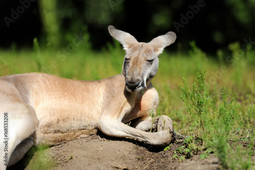 Kangaroo in grass