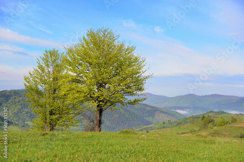 Tree on the background of the mountains