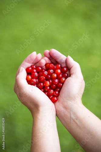 Fresh handpicked redcurrant berries. Caucasian woman is holding a set of berries in her hand. © Jne Valokuvaus