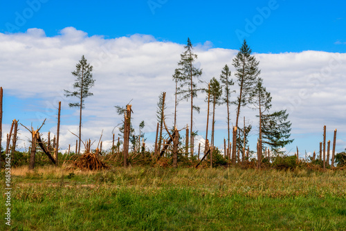 Trees fallen by tornado in Northern Poland. August 11, 2017