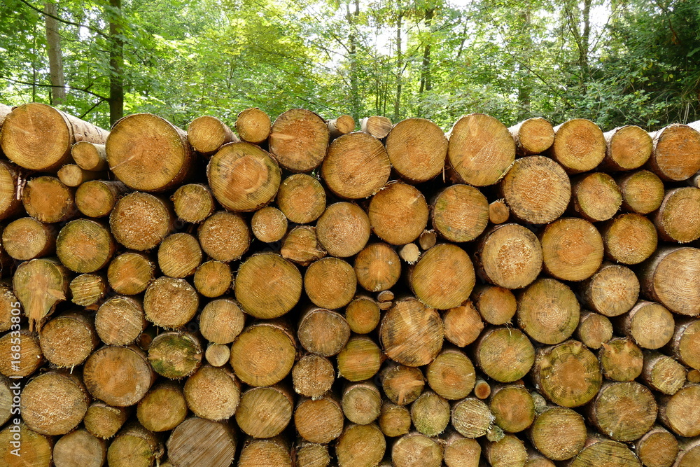 Geschlagene und gesägte Rundhölzer im Wald Geschlagene und gesägte Rundhölzer im Wald