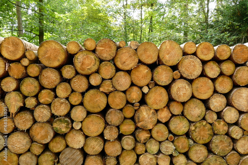 Geschlagene und gesägte Rundhölzer im Wald