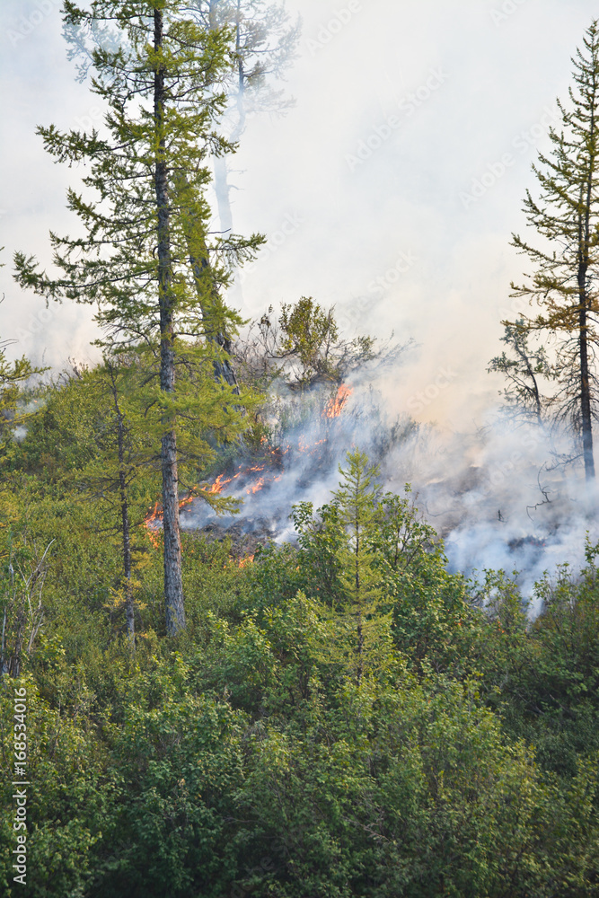 Forest fires. Forest fires.
