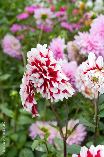 Fototapeta Naklejka Na Ścianę i Meble -   Nahaufnahme einer Dahlie mit rosa Blüten