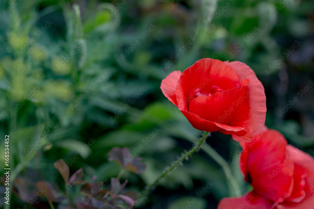 flower of red poppy