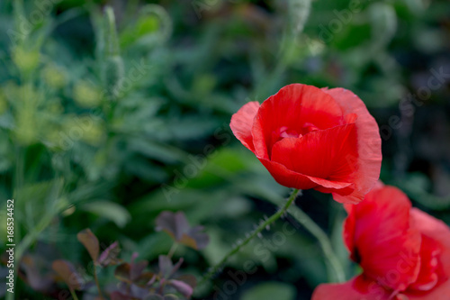 flower of red poppy