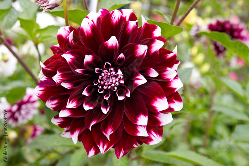 Fototapeta Naklejka Na Ścianę i Meble -   Nahaufnahme einer Dahlie mit roten Blüten