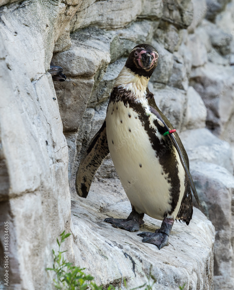 Naklejka premium Humboldt Pinguin - Spheniscus humboldti