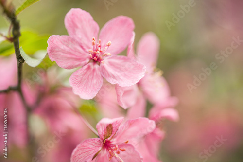 Dogwood Tree Flowers Blooming in Spring