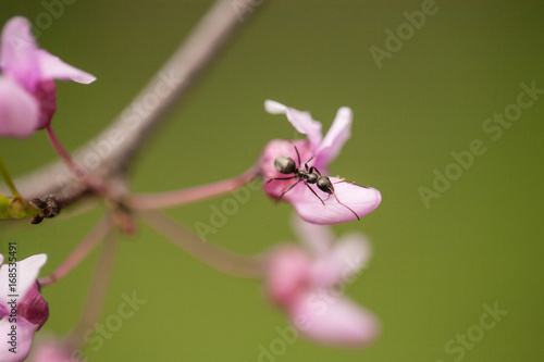 Ant Crawling on Redbud Tree Bloom In Spring