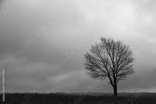 Silhouette Solitary Tree