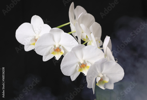 Weiße Orchidee auf schwarzem Grund
