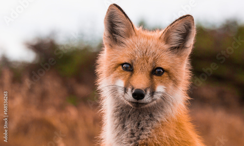 Photographie Red Fox