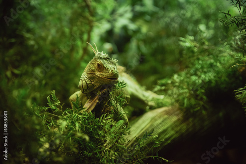 Beautiful iguana in a green environment