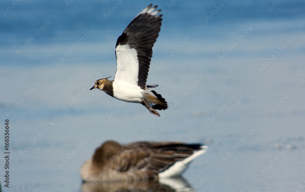 Flying bird on the west coast in Sweden Flying bird on the west coast in Sweden