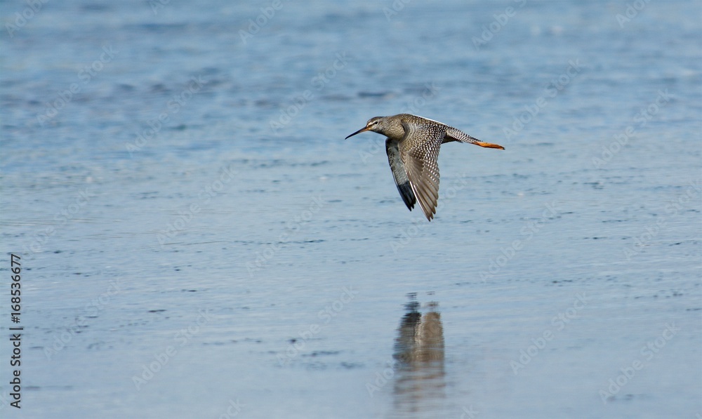 Bird on the west coast in Sweden Bird on the west coast in Sweden