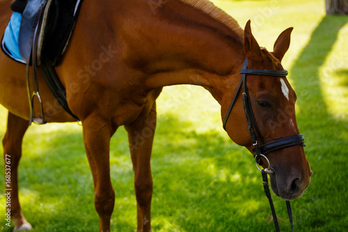 brown horse grazing grass