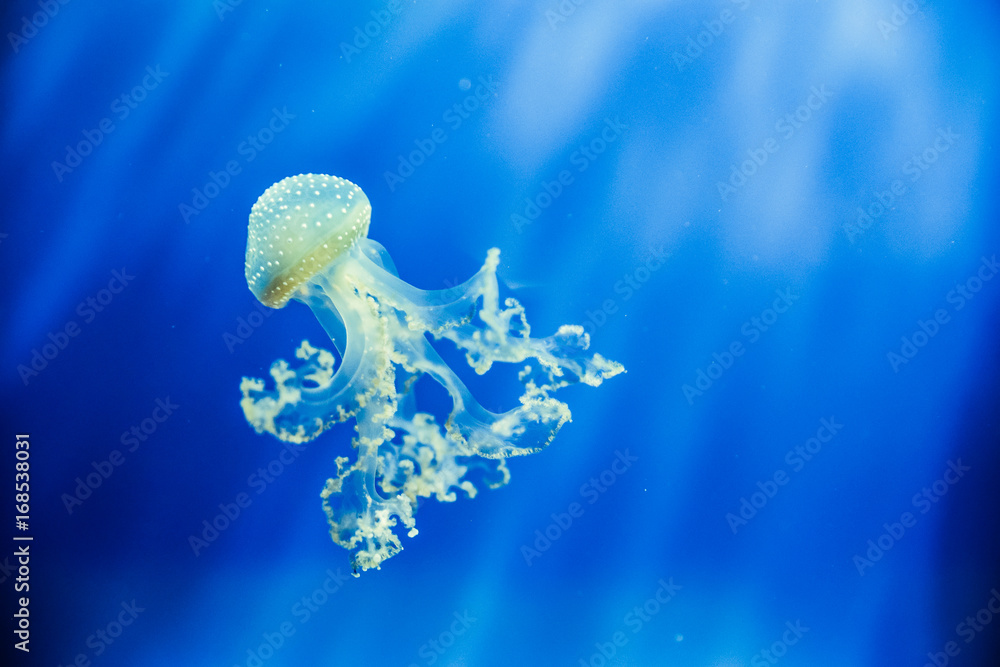 Medusa isolated. Jellyfish Aquarium. Blue background. Medusa isolated. Jellyfish Aquarium. Blue background.