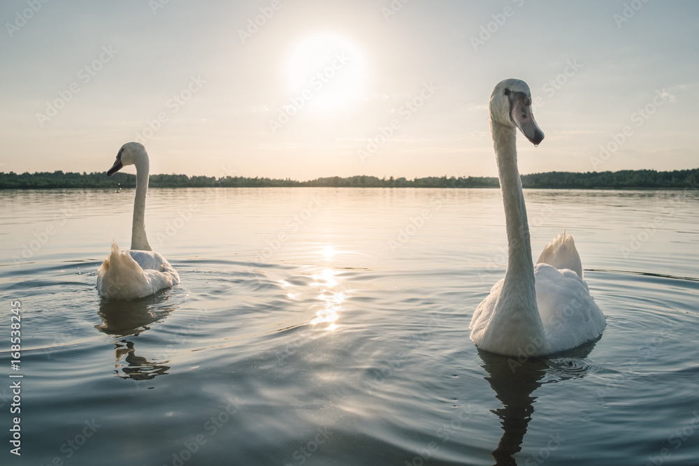 Fototapeta premium Two white swan birds on the lake at sunset
